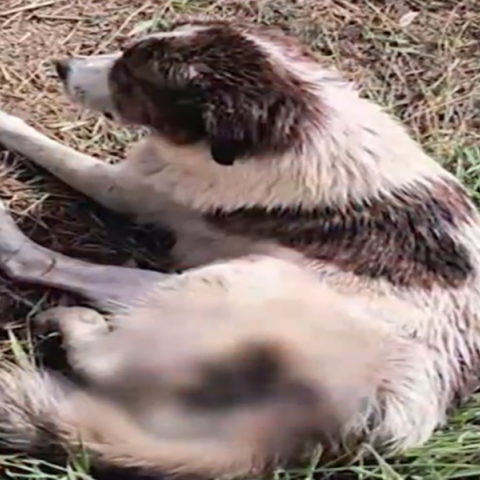 Ναύπακτος: Βάναυση κακοποίηση σκύλου – Πυροβολήθηκε στο πόδι