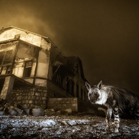 Wildlife Photographer of the Year 2025: Η νικήτρια φωτογραφία που μαγνήτισε τον κόσμο