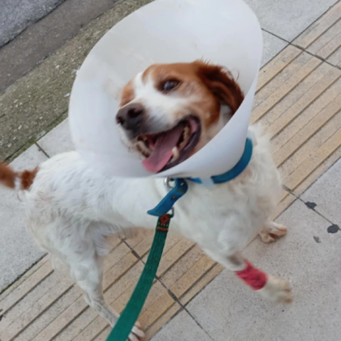 Ηλεία: Eκτός κινδύνου ο σκύλος που κακοποιήθηκε σεξουαλικά  - Αναρρώνει σταθερά ο Ρεξ