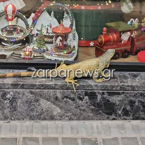 Τεράστιο ιγκουάνα έκανε βόλτες στα καταστήματα και στους δρόμους των Χανίων