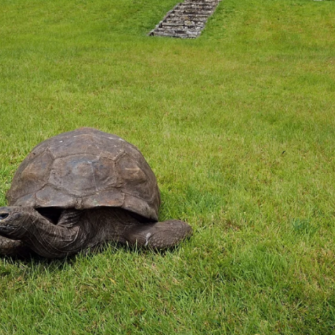 Τρόμαξαν με τον «θάνατο» της γηραιότερης χελώνας, αλλά ο Τζόναθαν σε ηλικία 193 χρόνων «ζει και βασιλεύει»