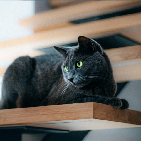 Catification: Η νέα τάση που βάζει τις γάτες στο επίκεντρο του design