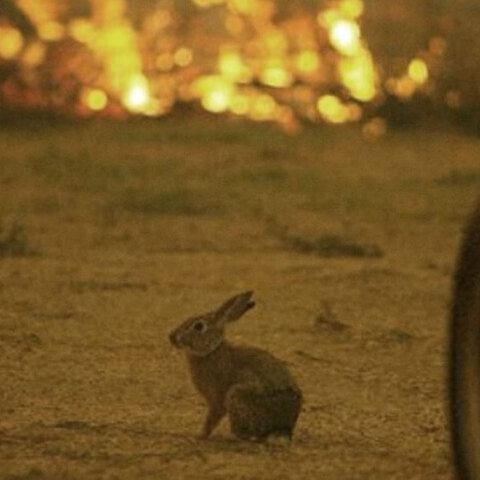 Ο λαγός στη Δαδιά με φόντο το φλεγόμενο δάσος στον Έβρο