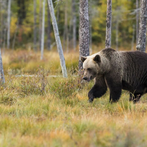 Σλοβακία: Θανατώθηκε η αρκούδα που τραυμάτισε πέντε ανθρώπους σε δημοφιλή τουριστικό προορισμό	