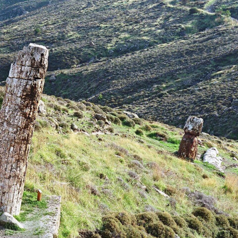 Το απολιθωμένο δάσος της Λέσβου