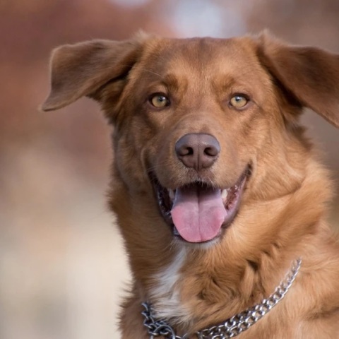 Θεσσαλονίκη: Σκύλος δάγκωσε βρέφος στο πρόσωπο