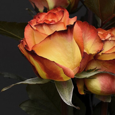 Εορτολόγιο: Σήμερα 22 Νοεμβρίου 2024 γιορτάζει…