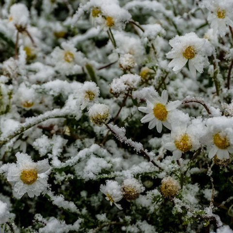 Συνεχίζεται ο παγετός 