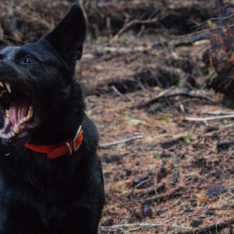 Θεσσαλονίκη: Τρία σκυλιά πέρασαν στη διπλανή αυλή και κατασπάραξαν 50χρονη γυναίκα