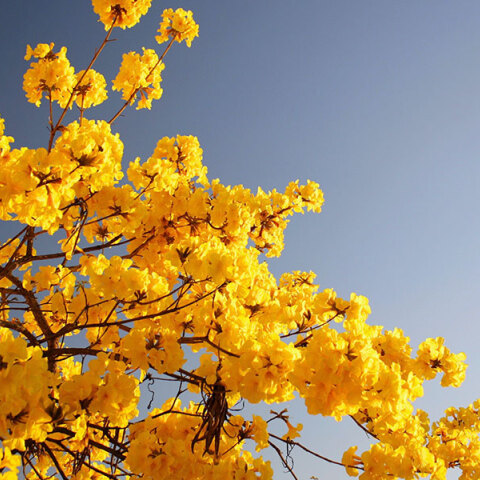 Εορτολόγιο: Σήμερα 11 Δεκεμβρίου γιορτάζει…