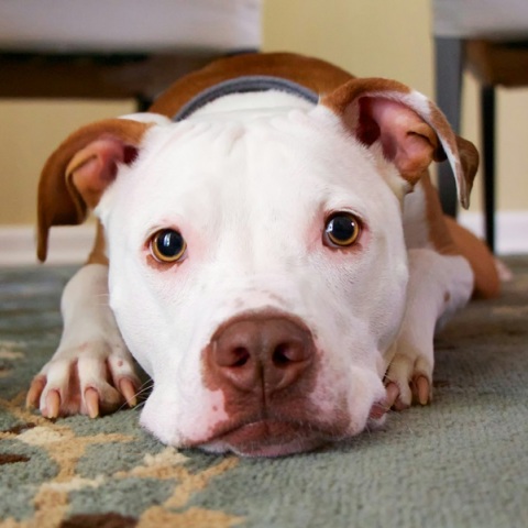 Θλιμμένο σκυλάκι