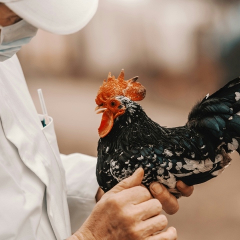 γρίπη των πτηνών