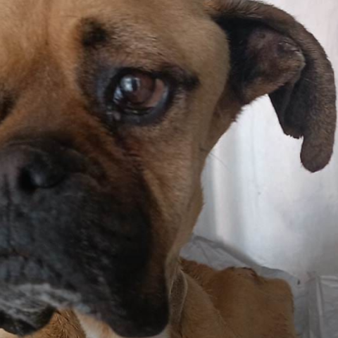 H Νίκη, το σκυλί που βρέθηκε σκελετωμένο και αλυσοδεμένο στη Ζαχάρω Ηλείας και έχασε τη ζωή του