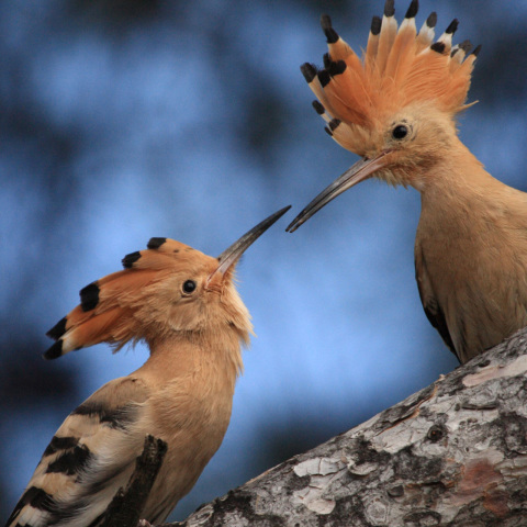 Τσαλαπετεινός