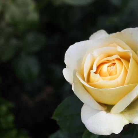 Εορτολόγιο: Σήμερα, 26 Ιουνίου, γιορτάζει