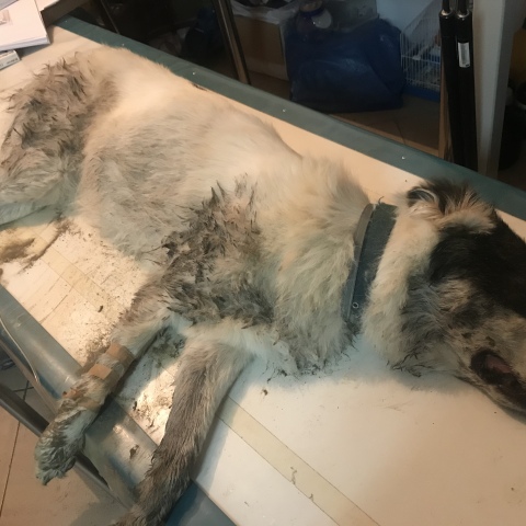 Ελληνικός ποιμενικός 