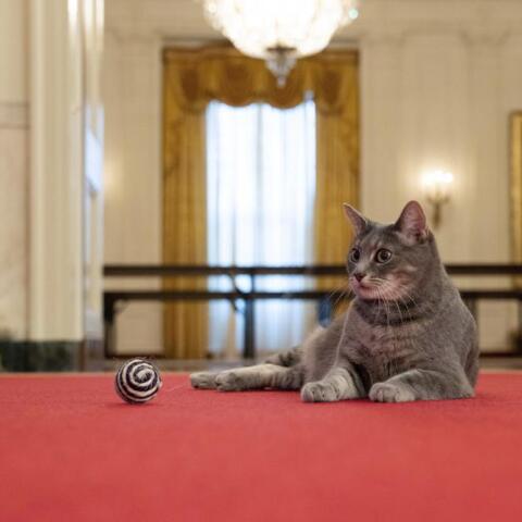 Ο Λευκός Οίκος απέκτησε γάτα-Η Willow έκλεψε την καρδιά της οικογένειας Μπάιντεν