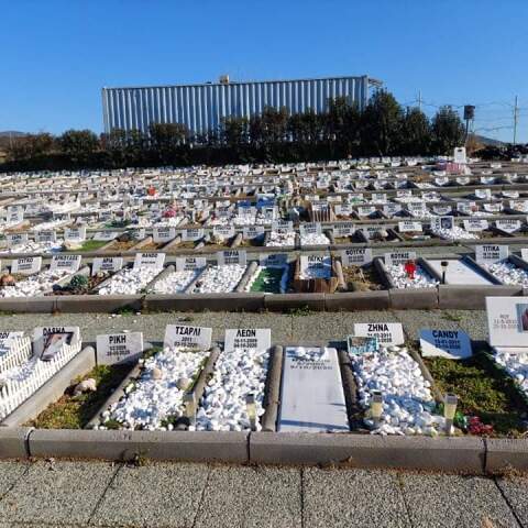 Νεκροταφείο μικρών ζώων στη Θεσσαλονίκη © ΑΠΕ-ΜΠΕ / Β. Ψυχογιός