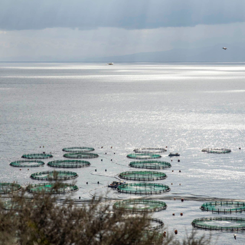 ΕΛΟΠΥ: blueTALK