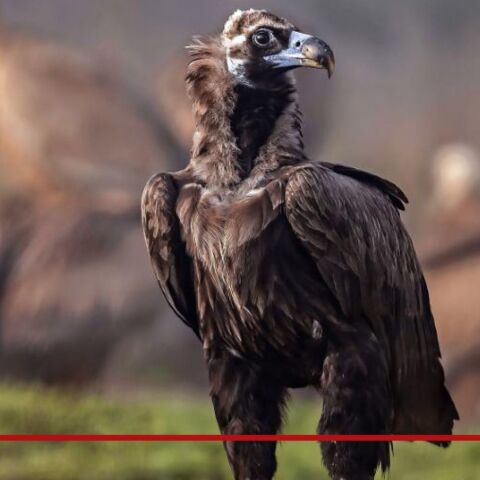 Ένας ακόμη μαυρόγυπας νεκρός από πρόσκρουση σε ανεμογεννήτρια