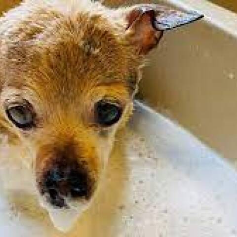 Πέθανε η σκυλίτσα Πεμπλς – Ήταν 22 χρονών, κατείχε το ρεκόρ του γηραιότερου σκύλου στον κόσμο