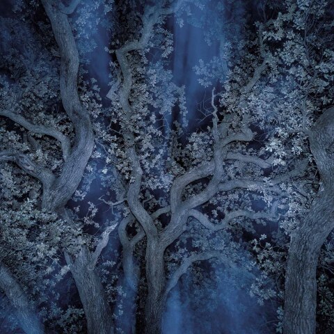 Τάσος Βρεττός, «Το αίνιγμα του δάσους»