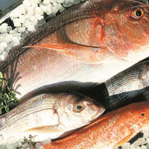 Μπαρμπουνάκι δια χειρός Παπαϊωάννου