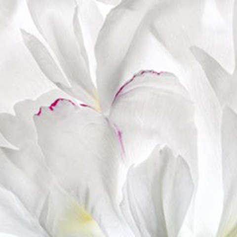 Κατερίνα Καλούδη: «Ένας κήπος στα όνειρά μου» στο Electra Art Space