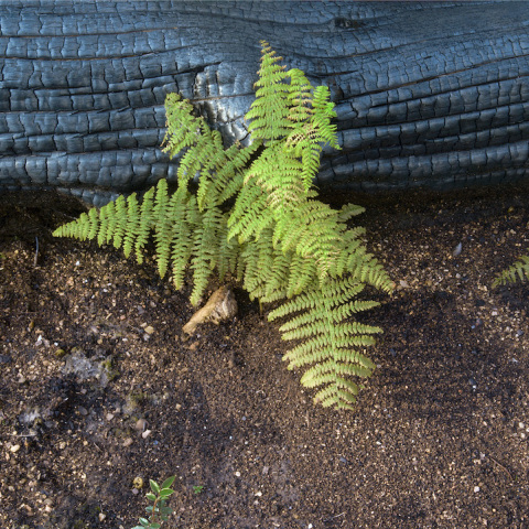 Περικλής Μπούτος - Καταστροφή και Αναγέννηση