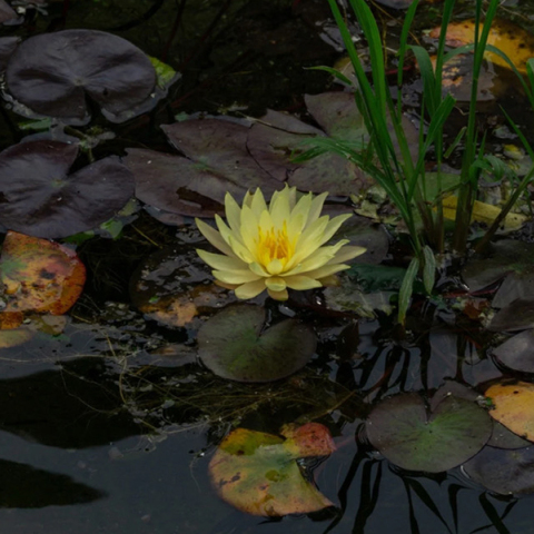 Εύα Μπέρλερ - Fluid Beauty: Ατομική έκθεση φωτογραφίας στην iFocus Photo Gallery