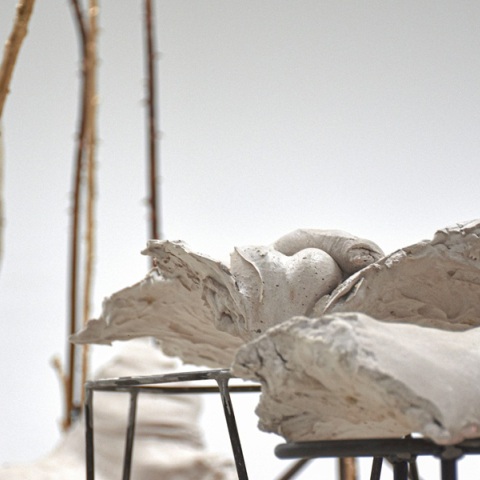 an_evening_botanist_