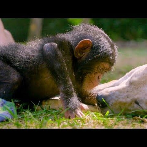Puppies and Baby Chimpanzees Make The Cutest Friends | BBC Earth