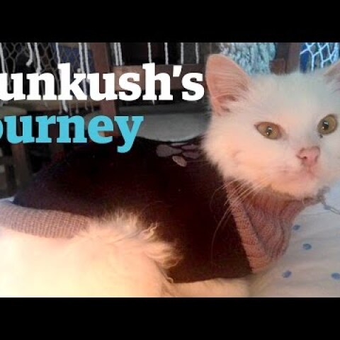 Kunkush the cat's epic journey to find its refugee family