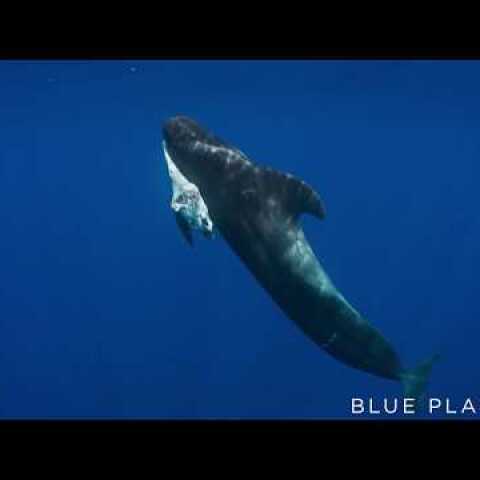 Mother pilot whale grieves over her dead calf  - The Blue Planet II: Episode 4 preview - BBC One