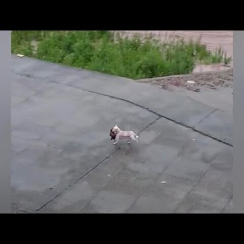 Mother dog jumps into floodwater to save her puppy in China