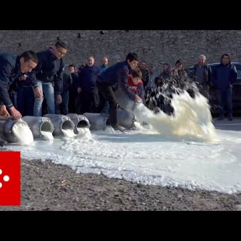 Rivolta del latte, a Thiesi davanti stabilimento Pinna: sversato del latte per terra