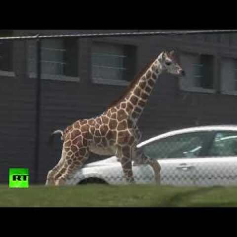 Some neck: Baby giraffe escapes zoo exhibit in Indiana