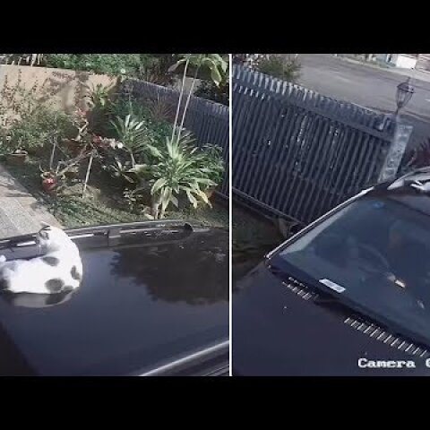Driver Forgets About Cat On Car Roof