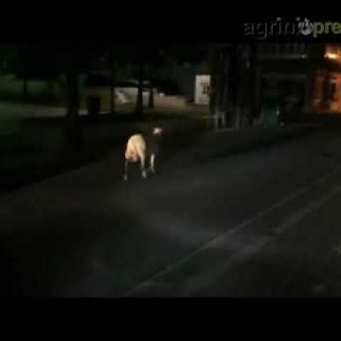 Νυχτερινή βόλτα για πρόβατο στην οδό Χαριλάου Τρικούπη στο Αγρίνιο