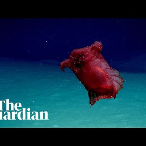 'Headless chicken sea monster' filmed off Antarctica