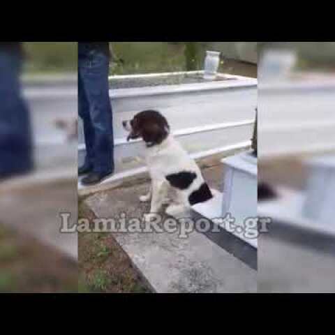 LamiaReport.gr: Απίστευτο - Ο σκύλος στην κηδεια του αφεντικού του