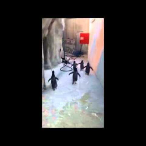 Pingvinflugt i Odense ZOO