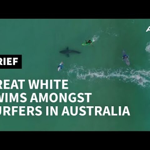 Great white shark swims amongst oblivious South African surfers | AFP