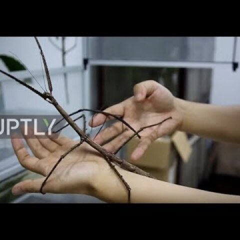 China: Insectophobics beware! The world's LARGEST bug is the length of a HUMAN ARM