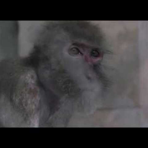 TARZAN'S TESTICLES - INTERNATIONAL TRAILER