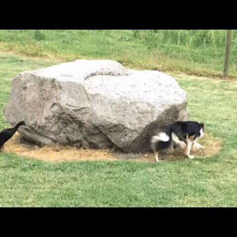 Watch As A Duck Hilariously Chases A Dog Around A Rock