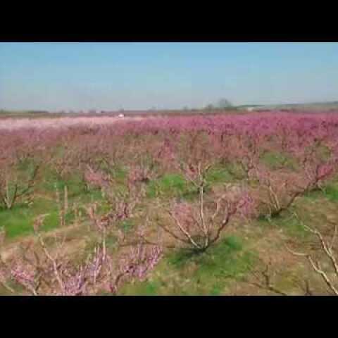 Ανθισμένες ροδακινιές στη Βέροια