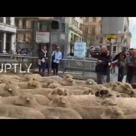 France: 1,200 SHEEP march through Lyon in protest against wolf attacks