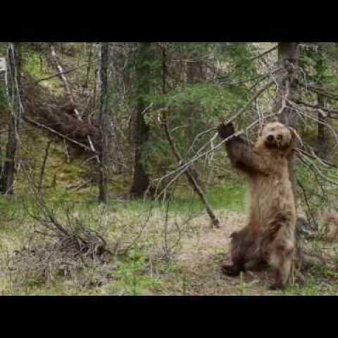 Bears Dancing To 'Jungle Boogie' | Planet Earth II