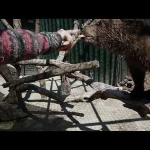 Επιχείρηση μεταφοράς δύο ορφανών αρκούδων στον ΑΡΚΤΟΥΡΟ